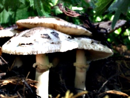 [picture: Mushrooms]