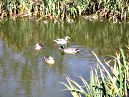 [picture: Ducks]