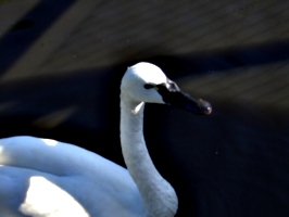 [picture: Swan]