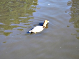 [picture: Swimming bird]