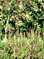 [picture: ]