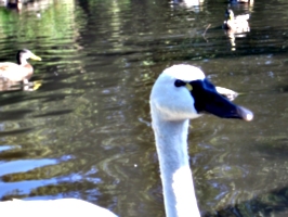 [picture: Swan's Head]