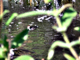[picture: A Private bath]