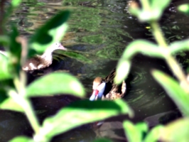[picture: Bird hiding behind leaves]