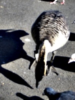 [picture: Duck on Dry Land]