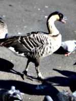 [picture: Swanky Duck]