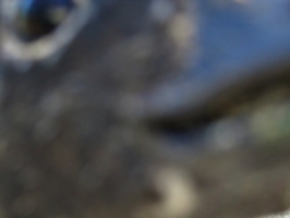 [picture: Blurry blur]