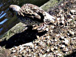 [picture: Slopy duck]