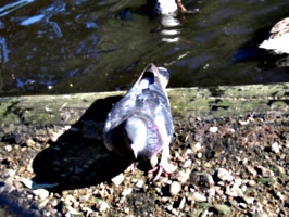 [picture: Pigeon]