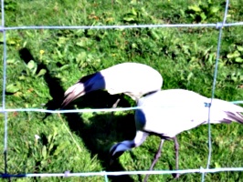 [picture: Different birds]