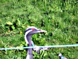 [picture: Bird with red eye]