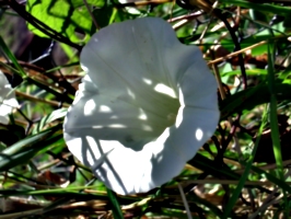 [picture: Flower]