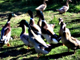 [picture: Ducks.]