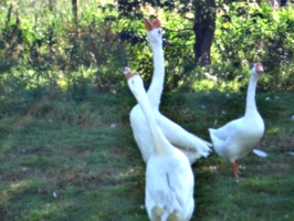 [picture: Geese]