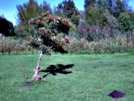 [picture: Tree with small pile of earth]