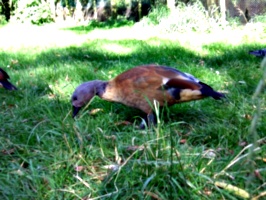 [picture: Brown bird in grass]