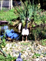 [picture: Bird looking at us]