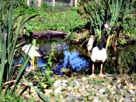 [picture: Two of them]