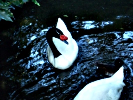 [picture: Ugly bird in swirly water]