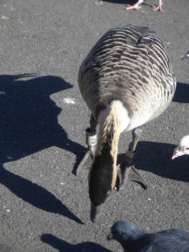[Picture: Duck on Dry Land]