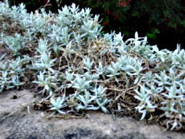 [picture: Plants]