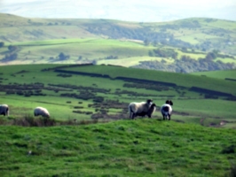 [picture: Panorama - Sheep-covered hills: 7]