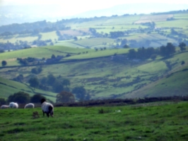 [picture: Panorama - Sheep-covered hills: 16]