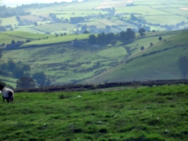 [picture: Panorama - Sheep-covered hills: 18]