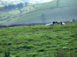 [picture: Panorama - Sheep-covered hills: 19]
