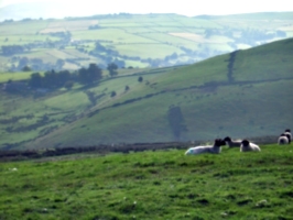 [picture: Panorama - Sheep-covered hills: 20]