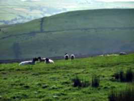[picture: Panorama - Sheep-covered hills: 22]