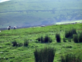 [picture: Panorama - Sheep-covered hills: 23]
