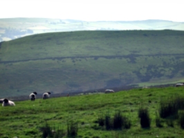 [picture: Panorama - Sheep-covered hills: 24]