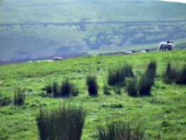[picture: Panorama - Sheep-covered hills: 25]