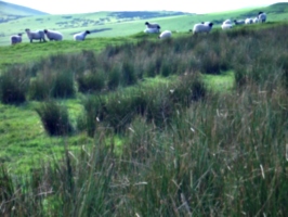 [picture: Panorama - Sheep-covered hills: 36]