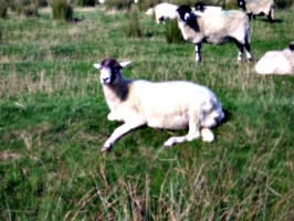 [picture: Sheep]