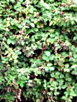 [picture: Blackberry bush]
