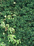 [Picture: Bush texture]