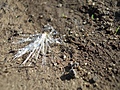 [Picture: Silvery white thing 2]