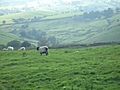 [Picture: Panorama - Sheep-covered hills: 15]