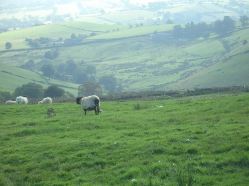 [Picture: Panorama - Sheep-covered hills: 15]