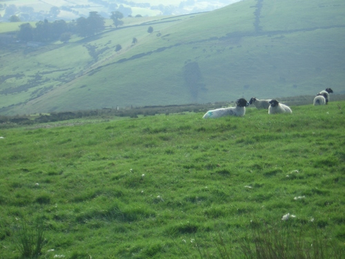 [Picture: Panorama - Sheep-covered hills: 19]