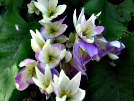[picture: Purple-white flowers with yellow bits]