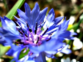 [picture: Cornflower (maybe?)]