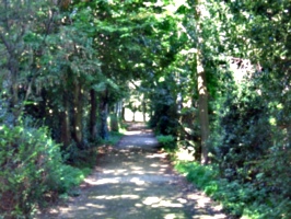 [picture: Shady walk]