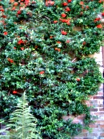 [picture: Bush with red berries]