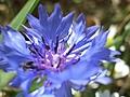 [Picture: Cornflower (maybe?)]