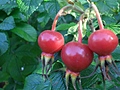 [Picture: Red things—rosehips]