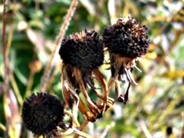 [picture: Seed ball 2]
