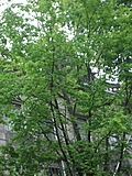 [Picture: Trees and Dutch building]